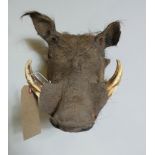 A taxidermy model of a wart hog's head