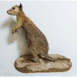 A rare model of a taxidermy wallabee on a naturalistic base
