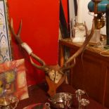 A set of antlers on a walnut mount