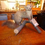 A taxidermy ferret on a branch