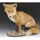 TAXIDERMY, a red fox seated on naturalistic base, glass eyes, H 48 cm