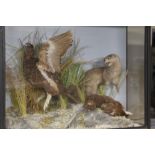 TAXIDERMY: Study of a pole cat attacking two game birds, on a naturalistic base in glazed cabinet, 6