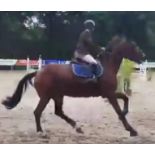 UP TO WIN LILICAPITAL HOLST / OMELETTE DE MARIE SF8 ans - performante en épreuves amateur 1Selle