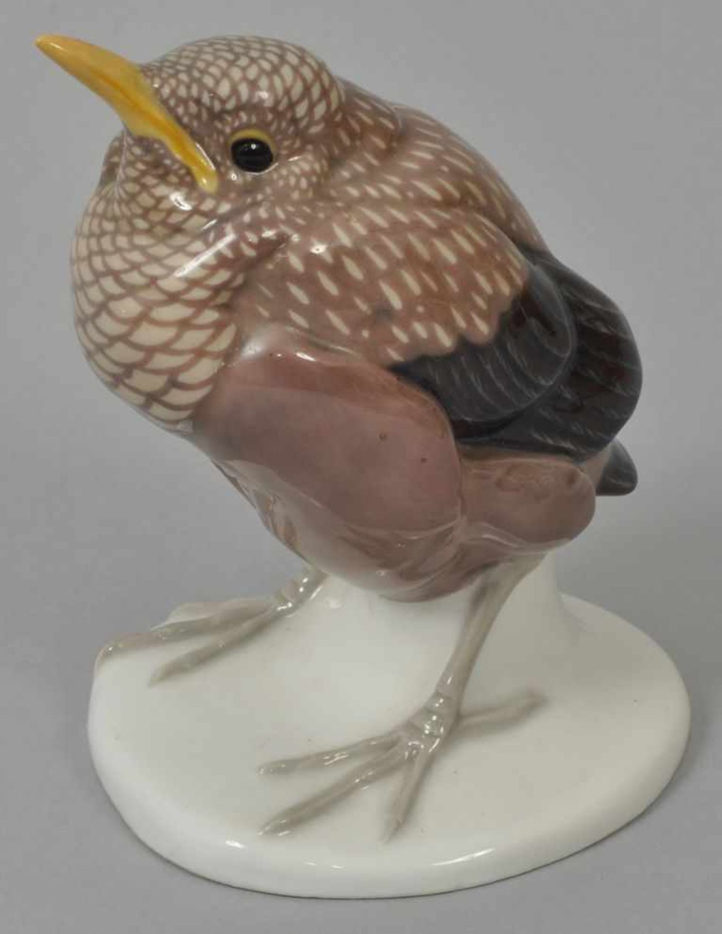 Bochmann, Max. 1874-1942 Meissen "Junge Amsel". Modell 1912, Ausführung PM Meissen um 1919.