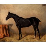 Alfred Wheeler (1851-1932) - Portrait of a black thoroughbred in a stabe  Oil on canvas Signed