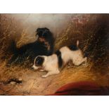 Manner of George Armfield (c.1808-1893) - Two terriers ratting  Oil on canvas 29.5 x 39.5 cm.(11 5/8