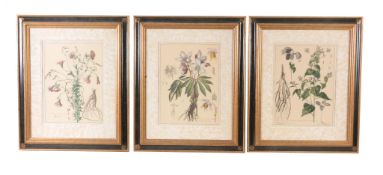Three decorative modern botanical prints  , 43cm x 33cm (3)