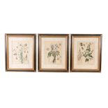 Three decorative modern botanical prints  , 43cm x 33cm (3)