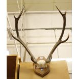 Mounted stag antlers  , nine point titled ¾aufort 1978'