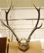 Mounted stag antlers  , nine point titled ¾aufort 1978'