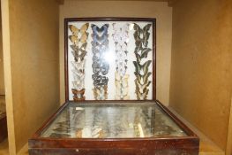 Lepidoptery;   Three cases with mounted examples