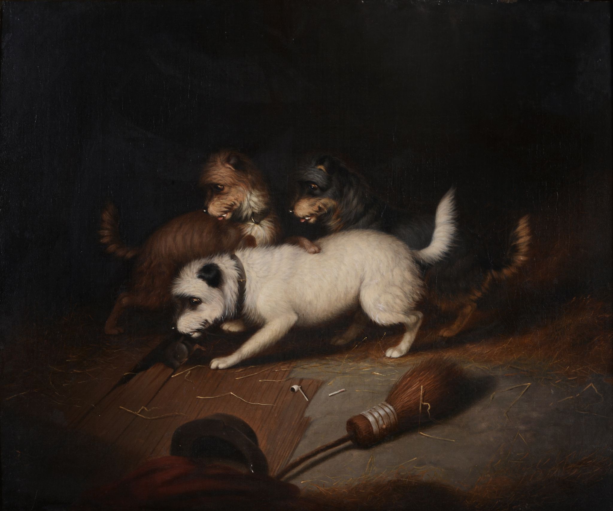 Manner of George Armfield (c.1808-1893) - Three terriers ratting  Oil on canvas 49 x 59.5 cm.(19 1/4