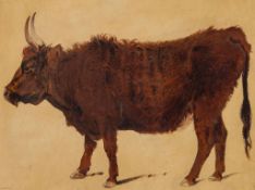 Richard Ansdell (1815-1885) - Study of a highland cow  Oil, over graphite, on yellow coloured