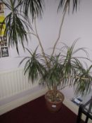 Large House Plant