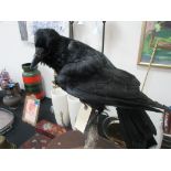 Taxidermy Rook