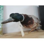 Taxidermy Mallard