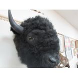 Taxidermy bison head