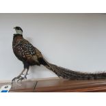 Taxidermy Reeves Pheasant