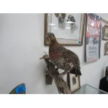 Taxidermy Ptarmigan