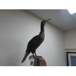 Taxidermy Cormorant