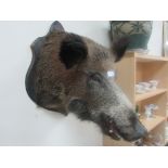 Mounted taxidermy wild boar