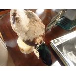 Taxidermy Mallard