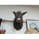 Taxidermy