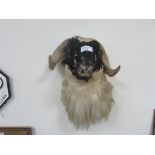 Taxidermy ram