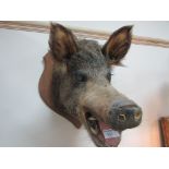 Mounted taxidermy hog