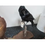 Taxidermy crow