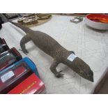 Taxidermy lizard