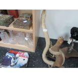 Taxidermy Cobra capturing Polecat