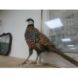 Taxidermy Reeves Pheasant