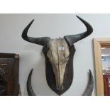 Mounted animal skull with horns