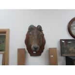 Mounted taxidermy