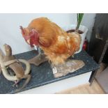 Taxidermy fighting cock