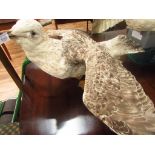 Taxidermy seagull