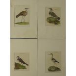 Four 19th century hand coloured book plates depicting birds to include an Avoset, a Ringed Plover, a
