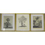 A group of three engravings of Indian trees to include Jac tree, the Wedded Banian tree on the