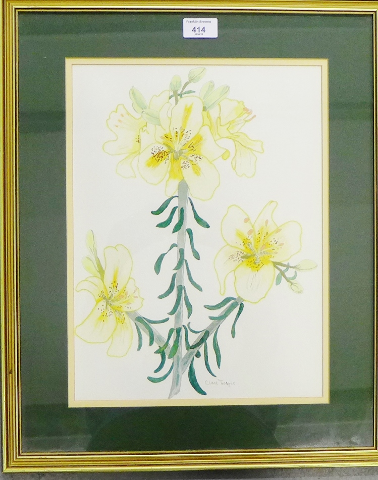 Clair Tulpie Botanical Watercolour, in glazed gilt frame