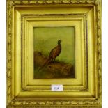 H. Sheldon Pheasant Oil-on-board, signed and dated indistinctly, bottom left, in an ornate gilt wood