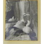 Framed black and white photograph of a gannet and her chick, signed in the mount, Hugh B. Cott, in a