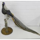 A Lady Amherst Pheasant taxidermy mounted on a tree stump and raised on a circular plinth base, 60cm