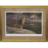 Anthony Gibbs - 'Evening Glare', lion next to water, print, numbered 480/550, signed in pencil
