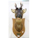 Taxidermy: a mounted roe deer, on a wooden shield bearing a plaque engraved 'Pheasanties,
