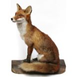 Taxidermy: a red fox, seated on a log,