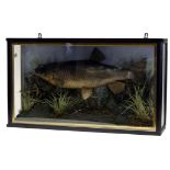 Taxidermy: a taxidermy chub in a glazed case,