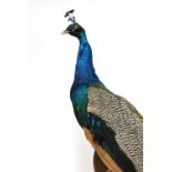 Taxidermy: a peacock with full tail feathers,