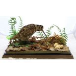 Taxidermy: a mid 20th Century woodcock within a naturalistic setting,