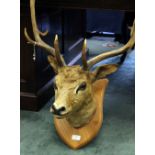 Taxidermy: a mounted fallow deer stag,